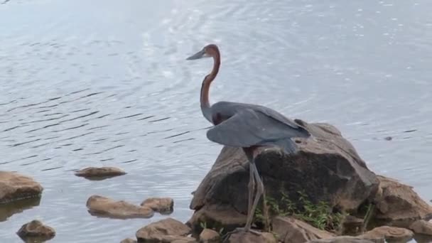 Afrika Balıkçıl Kuşu Kıyıda Duruyor — Stok video