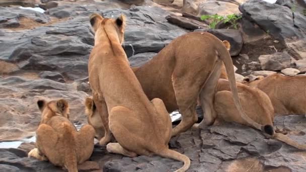 Stolz Auf Löwen Die Aus Einem Wasserloch Trinken — Stockvideo