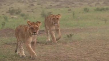 Bir çift dişi aslan bozkırda yürüyor.