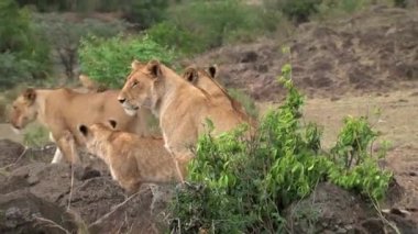 Dişi aslanlar bir su birikintisinin yanında, bozkırda dikiliyorlar.