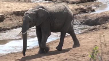 Bir su birikintisinde içen bir çift Afrika fili.