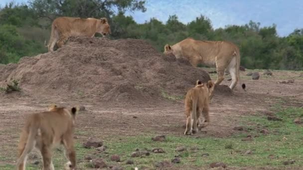 Orgulho Leões Andando Savana — Vídeo de Stock