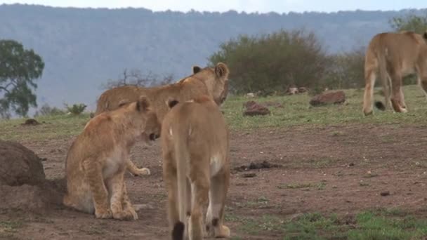 狮子在草原上行走的骄傲 — 图库视频影像