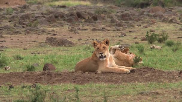 Pride Lions Resting Savanna — Stock Video