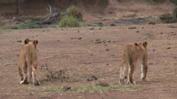 Pair Lionesses Walking Savanna — Stock Video