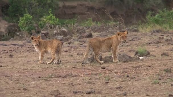 Leonas Caminando Sobre Sabana — Vídeo de stock