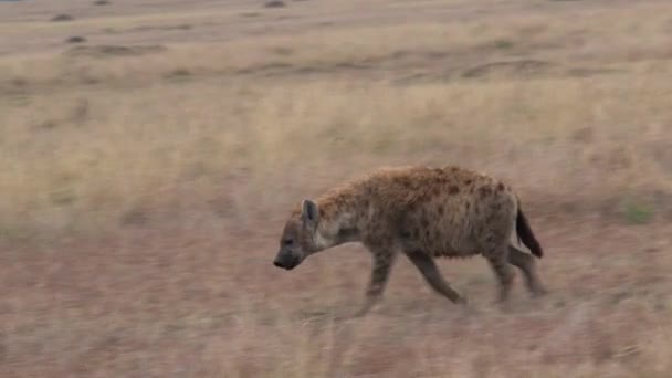 Hyena Sétál Szavannán — Stock videók