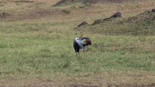 Pair Grey Crowned Cranes Foraging Savanna — Stock Video