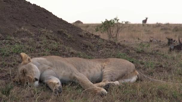 Lionne Reposant Ombre Sur Savane — Video