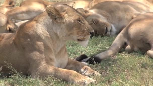 Lionnes Reposant Ombre Sur Savane — Video