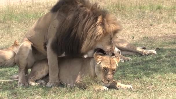Leul Montând Leoaică Savană — Videoclip de stoc