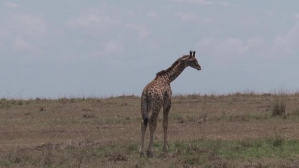 Giraff Betar Och Vilar Savannen — Stockvideo