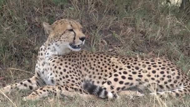 Cheetah Resting Savanna — Stock Video