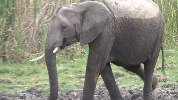 Blöt Afrikansk Elefant Vid Ett Vattenhål Gräset — Stockvideo