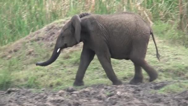 Afrikansk Elefantkalv Som Dricker Ett Vattenhål Gräset — Stockvideo