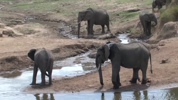 成群的非洲象在一个浇水的洞里饮水和降温 — 图库视频影像