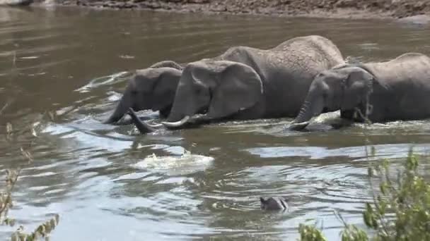 Стадо Африканских Слонов Пьет Охлаждается Водопое — стоковое видео