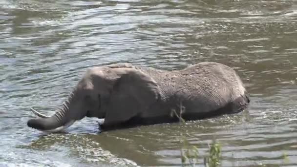 Afrikanischer Elefant trinkt und kühlt sich an einem Wasserloch ab
