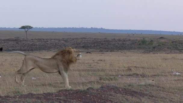 Leões Descansando Savana — Vídeo de Stock