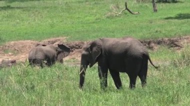 Afrika filleri sürüsü otlaklarda otluyor.