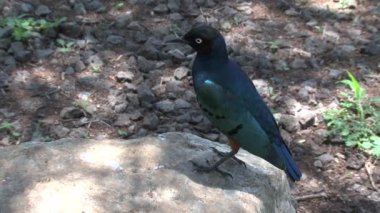 Afrikalı zeytin güvercini kayanın üzerine tünemiş.