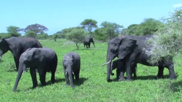 Manada Elefantes Africanos Pastando Los Pastizales — Vídeo de stock