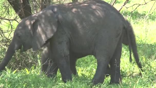 Herd Van Afrikaanse Olifanten Grazen Het Grasland — Stockvideo