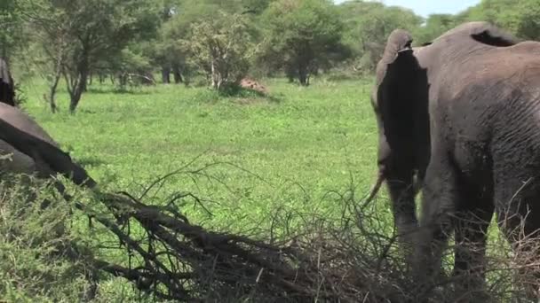 Mãe Elefante Africano Bezerro Pastando Nas Pastagens — Vídeo de Stock