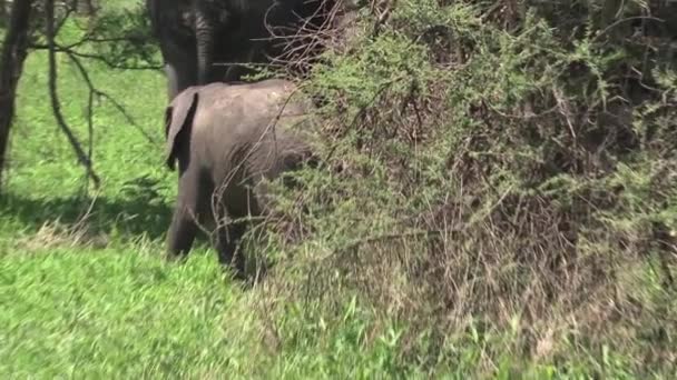 Moeder Afrikaanse Olifant Kalf Grazen Het Grasland — Stockvideo