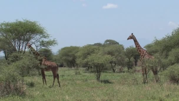 Matka Żyrafa Źrebak Wypasający Się Łąkach — Wideo stockowe