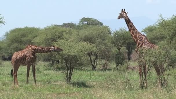 Mère Girafe et poulain pâturant sur les prairies