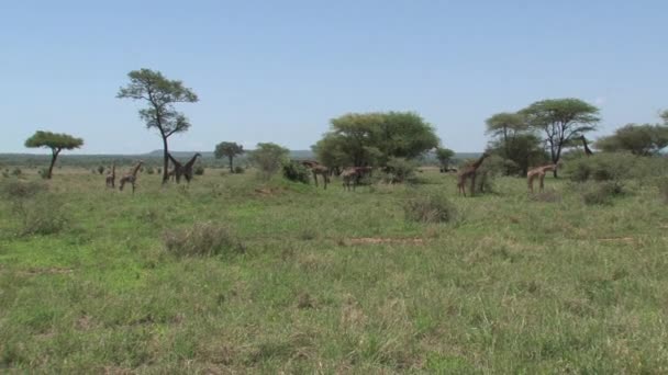 Toren Van Giraffen Grazen Het Grasland — Stockvideo