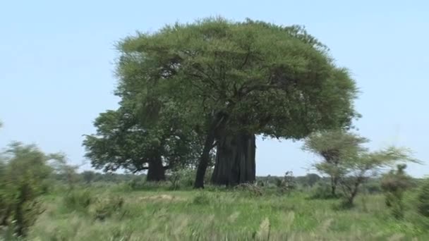 Trees Brush Savanna — Stock Video