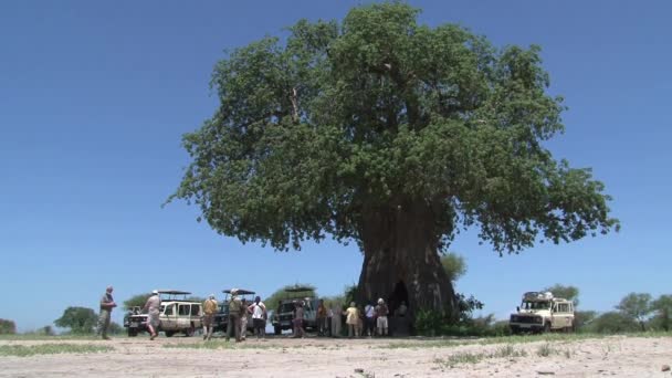 Jeep Piene Turisti Parcheggiate Sotto Albero Sulla Savana — Video Stock