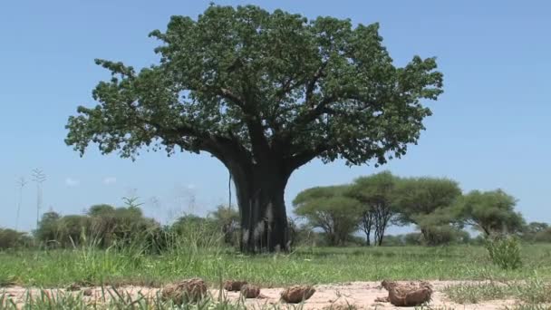 Alberi Pennelli Sulla Savana — Video Stock