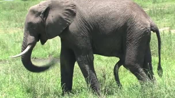 Afrikaanse Olifant Grazen Het Grasland — Stockvideo