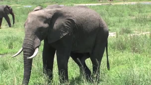 Elefante Africano Pastando Nas Pastagens — Vídeo de Stock