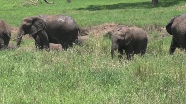 Stádo Afrických Slonů Pasoucí Pastvinách — Stock video