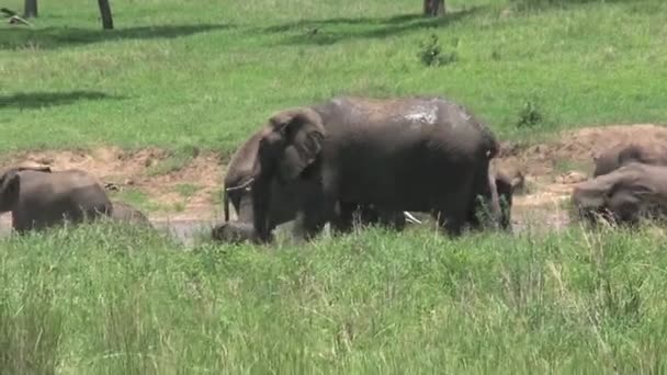 Herd Van Afrikaanse Olifanten Grazen Het Grasland — Stockvideo