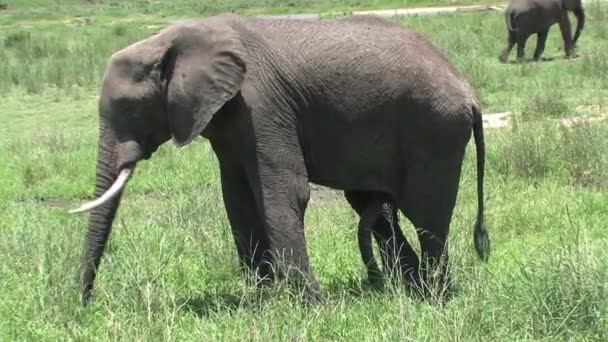 Afrikansk Elefant Går Grässlätten — Stockvideo