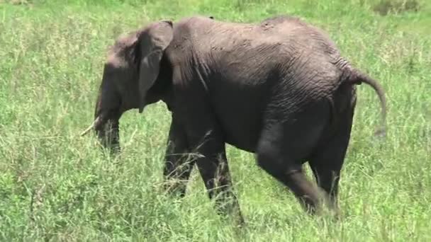 Africký Slon Kráčí Pastvinách — Stock video