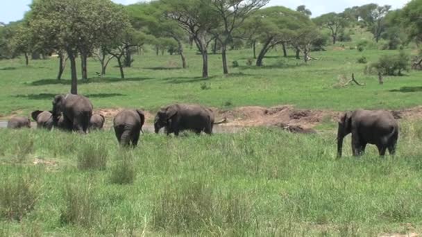 在草原上放牧的非洲象群 — 图库视频影像