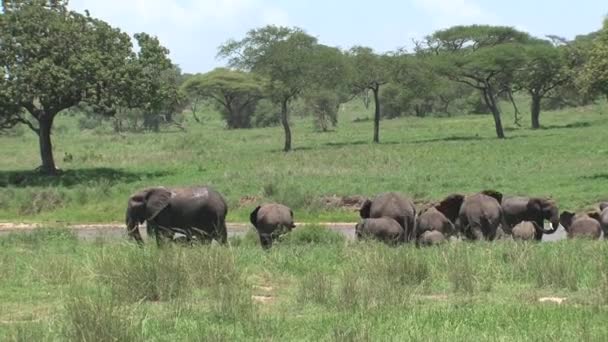 Hjord Afrikanska Elefanter Som Betar Vall — Stockvideo