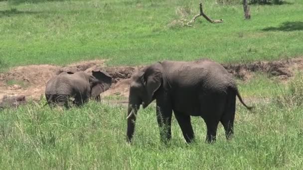 Herd Van Afrikaanse Olifanten Grazen Het Grasland — Stockvideo