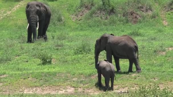 Herd Van Afrikaanse Olifanten Grazen Het Grasland — Stockvideo