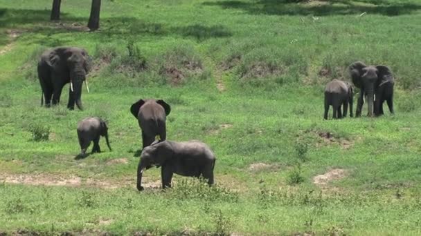 Troupeau Éléphants Afrique Broutant Sur Les Prairies — Video