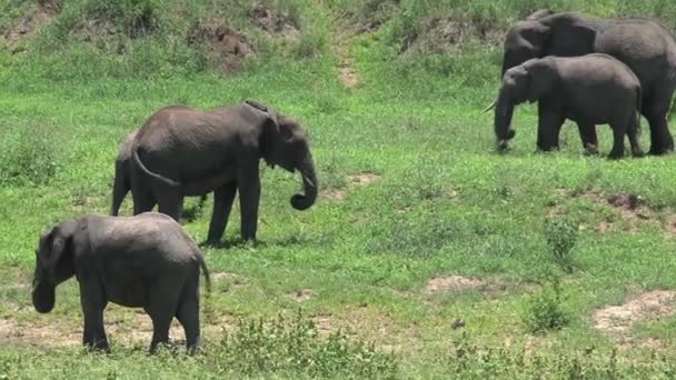 Αγέλη Αφρικανικών Ελεφάντων Που Βόσκουν Στους Λειμώνες — Αρχείο Βίντεο