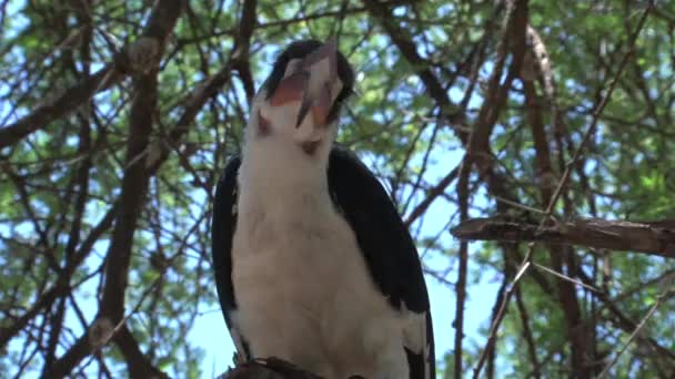 African Hornbill Taking Tree — Stock Video