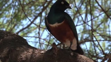 Afrikalı zeytin güvercini kayanın üzerine tünemiş.
