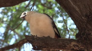Boubou bataklığı bir ağaca tünedi.